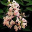 Nepeta Pink Dreams