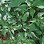 Ornamental Pepper Variegated