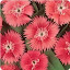 Dianthus Ideal Select Salmon
