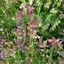 Baby Snapdragon / Toadflax Northern Lights