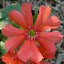 Lychnis Haageana Salmon