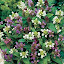Prunella Freelander