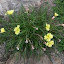 Oenothera Triloba