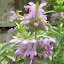 Beebalm Lambada