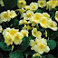 Nasturtium Milkmaid