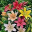 Asiatic Lily Hybrid Mix