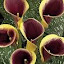 Calla Lily Captain Chelsea