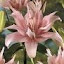 Double Asiatic Kiss Lily "Elodie"
