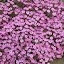 Rock Soapwort