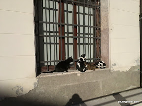Cats, Venice