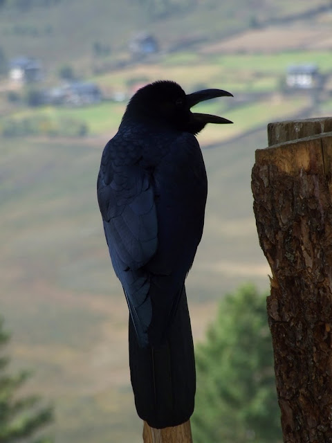 9 дней в Королевстве Громового Дракона, ноябрь 2009 (фото)
