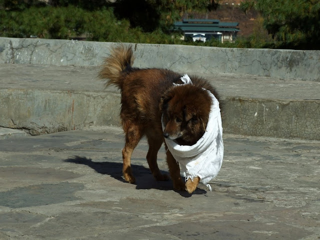 9 дней в Королевстве Громового Дракона, ноябрь 2009 (фото)