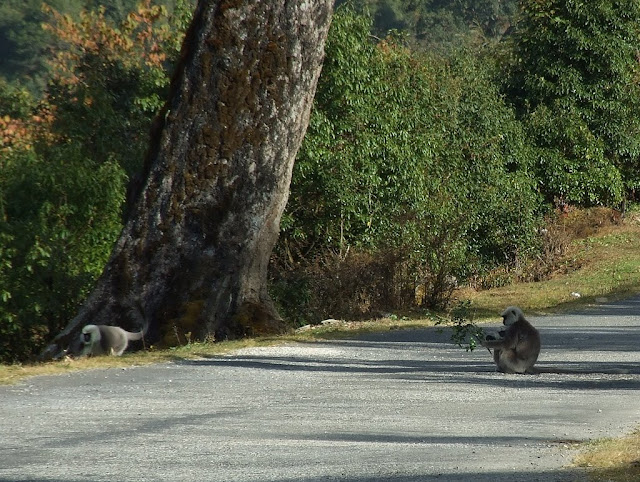 9 дней в Королевстве Громового Дракона, ноябрь 2009 (фото)