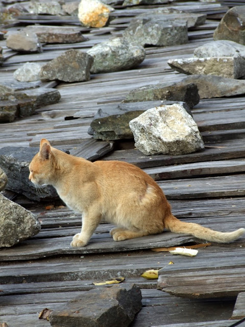 9 дней в Королевстве Громового Дракона, ноябрь 2009 (фото)