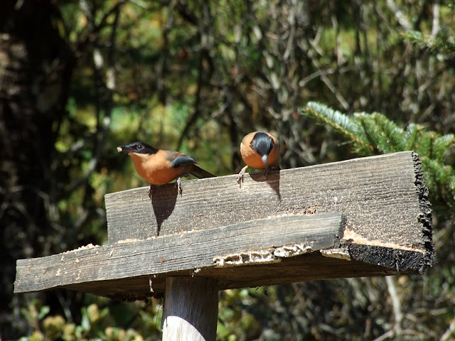 9 дней в Королевстве Громового Дракона, ноябрь 2009 (фото)
