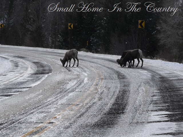 [hunting 2009 003[14].jpg]