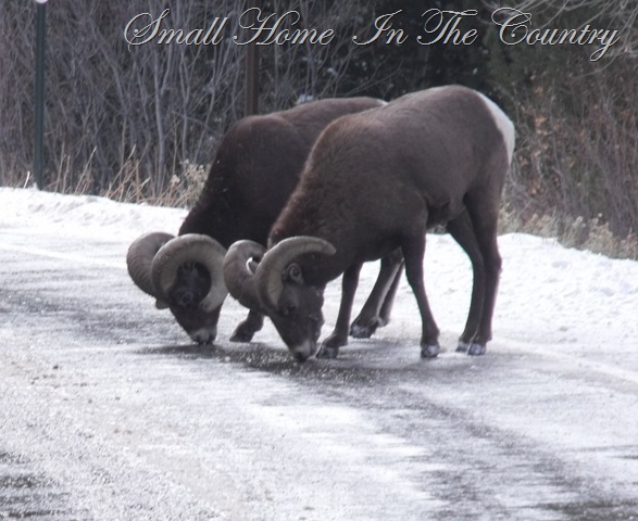 [hunting 2009 001[9].jpg]
