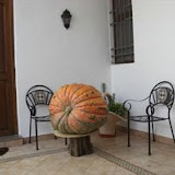 hort11.jpg