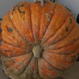 calabazas.jpg