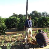 hort8.jpg