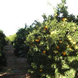 hort10.jpg
