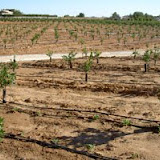 arboles-pequenos2.JPG
