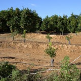 arboles-pequenos3.JPG