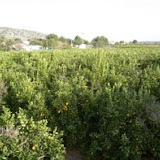 arboles-grandes9.JPG