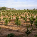 arboles-pequenos5.JPG