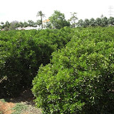 cimg0246.jpg