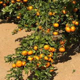 mandarinas8.jpg