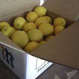 limones6.jpg