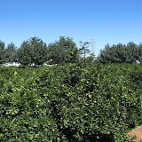 cimg0754.jpg