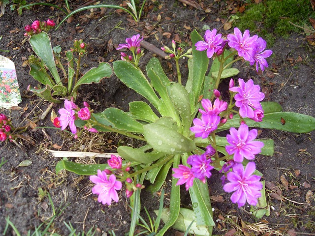 [2011_04 Blumen im Garten (6)[3].jpg]