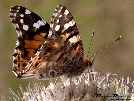 [butterfly_20100730_G9_tistel[2].jpg]