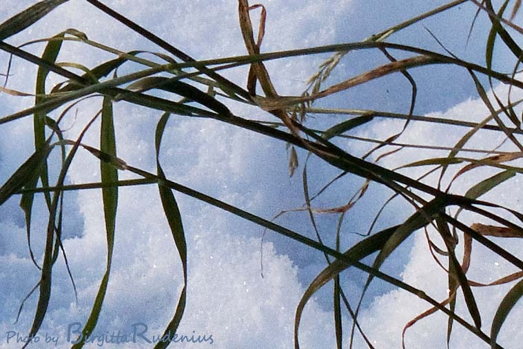 [diverse_20101129_nO_snowgrass[2].jpg]