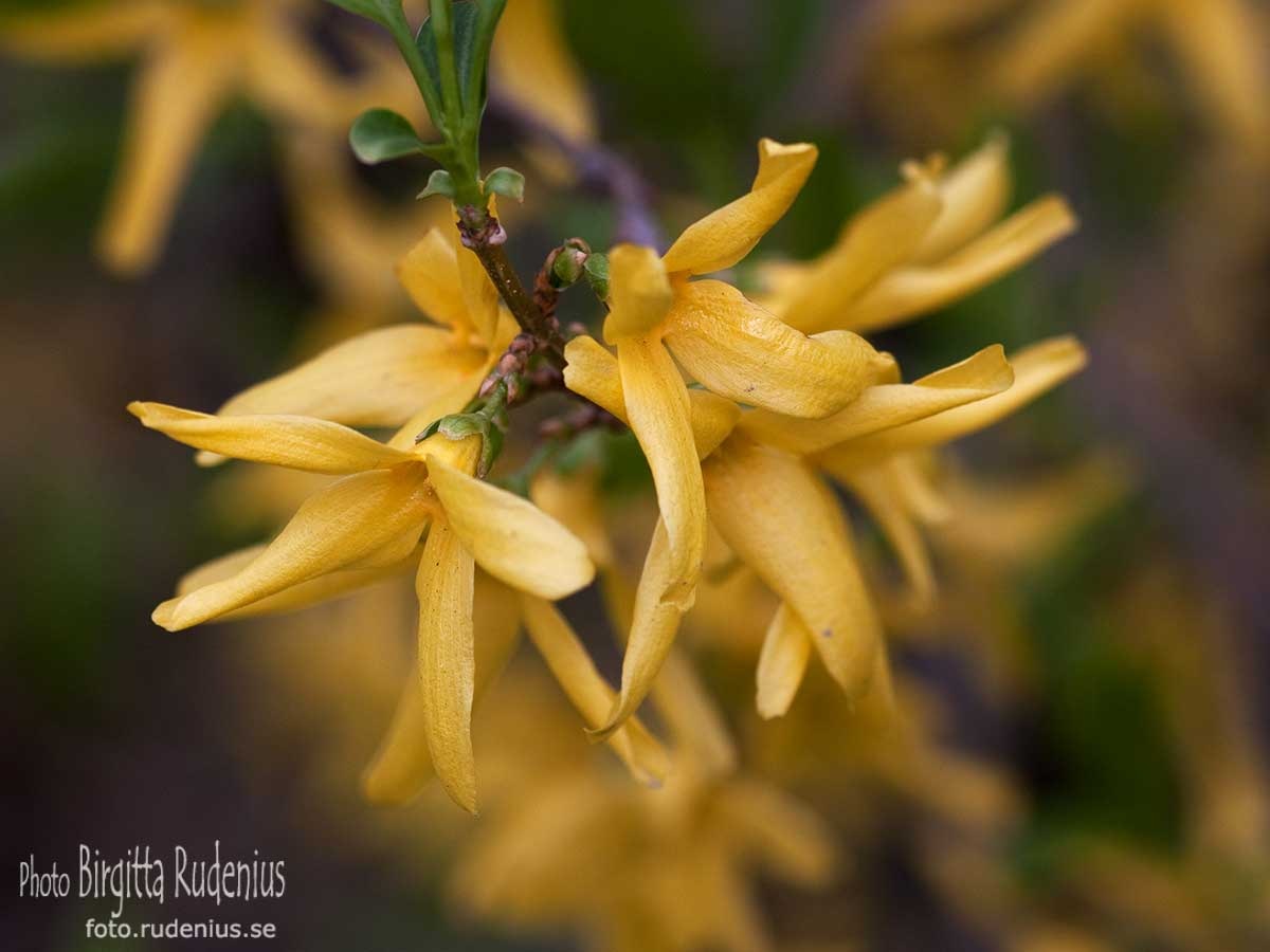 [blom_20110502_forsythia[2].jpg]