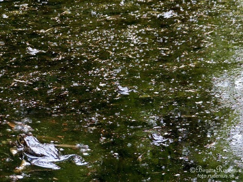 water_20110424_frogs1