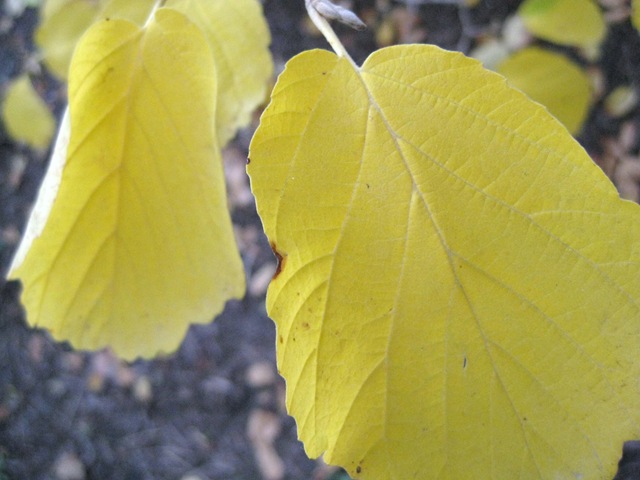 [yard fall (19)[4].jpg]