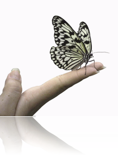 borboleta