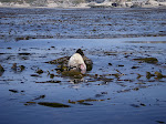 Sea otter, in the kelp, notice the chunk out of his pelt. Shark, or motor boat injury?