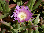Pretty flower in the ground cover near Pigeon Point lighthouse.
