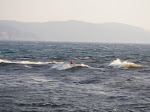 IMGP4942.JPG