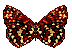 mariposas (18)