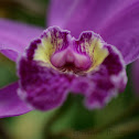 Cattleya Orchid