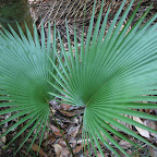 palm (face) off