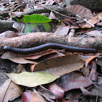 can u count the no of legs?