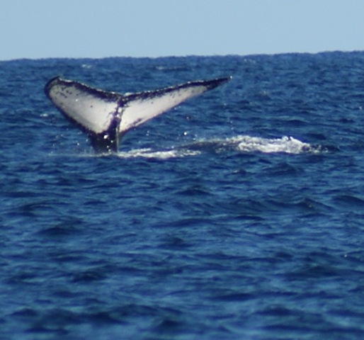 [WhaleWatching_Cabo02[3].jpg]