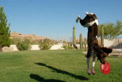 funny_dog_3.jpg