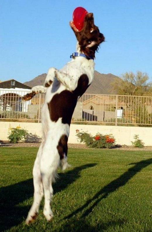 funny_dog_16.jpg